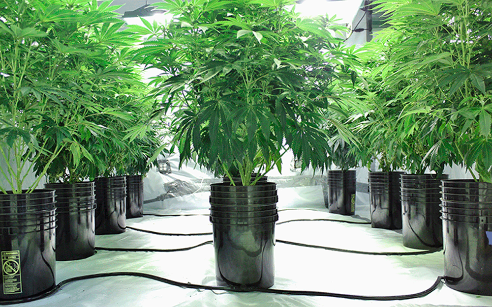 гидропоника выращивание марихуаны