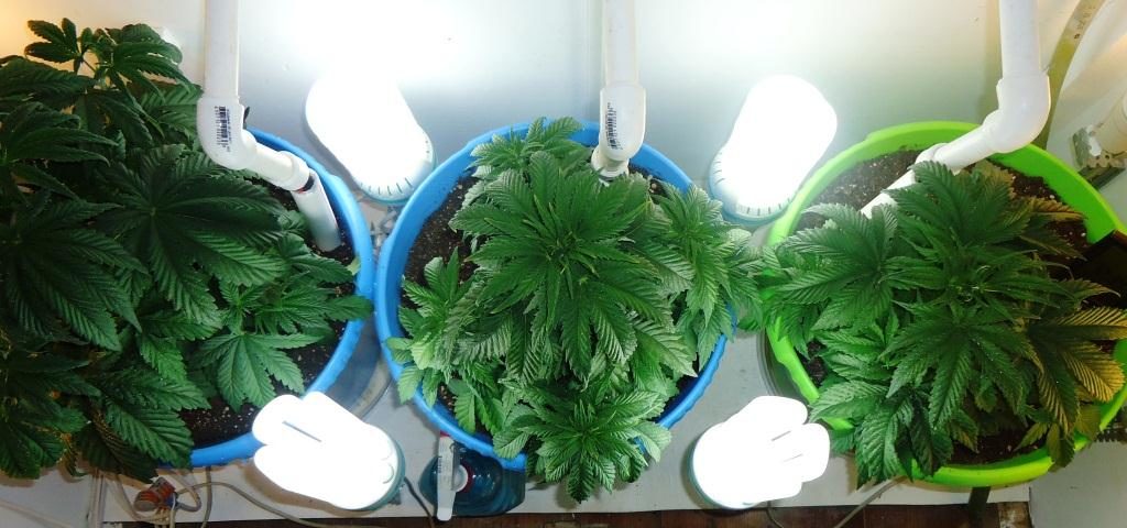 Выращивание марихуаны лампы darknet top hidra
