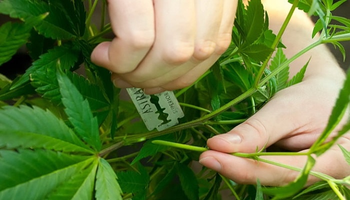 семена марихуаны прорастают