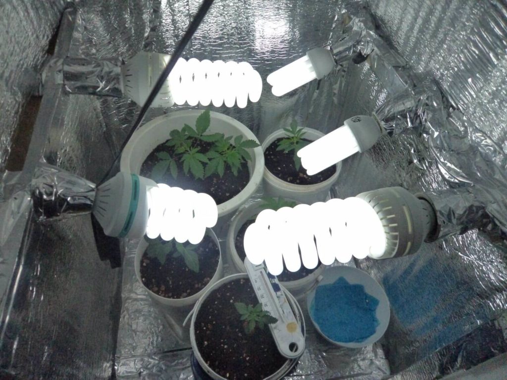 лампы эсл для выращивания марихуаны