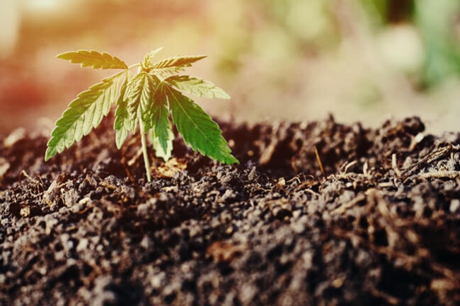 Почва выращивания марихуаны как вытянуть масло из конопли
