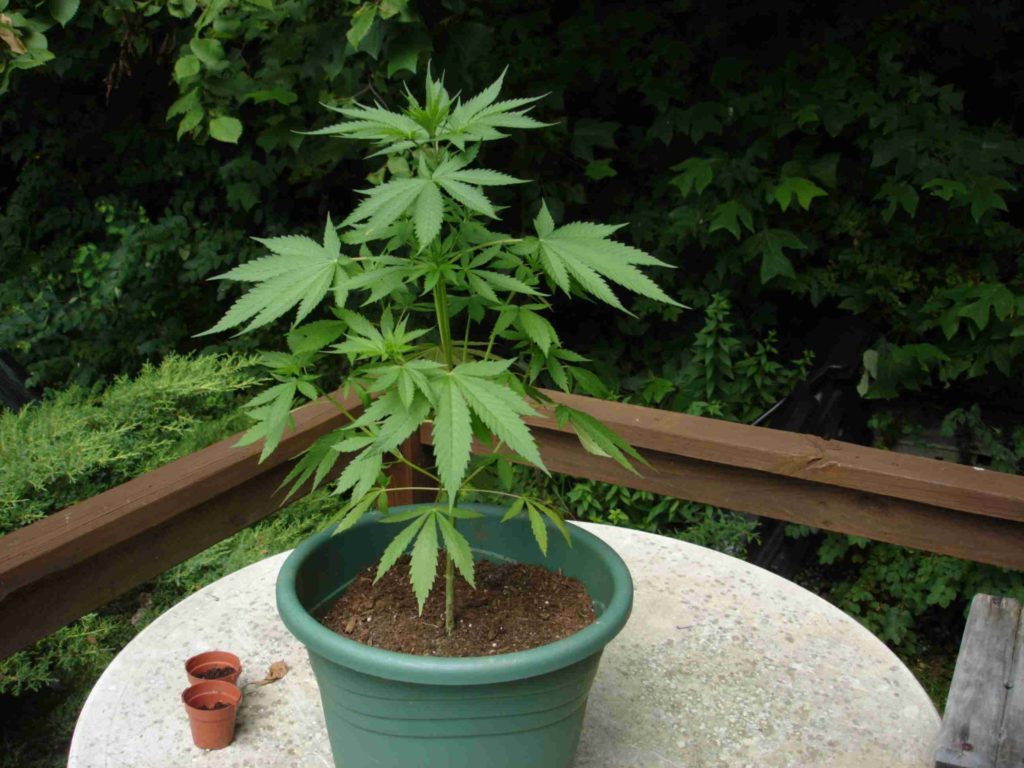 Как перевести марихуану конопляным семенем