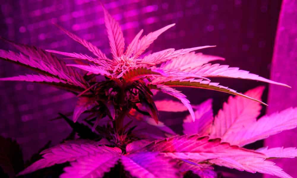 Конопля под дрл лампами марихуана оон легализация