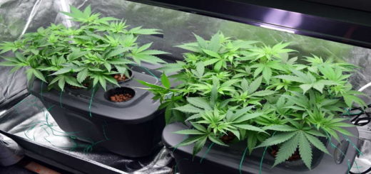Гидропоника марихуана выращивание конопля урожайность одного куста